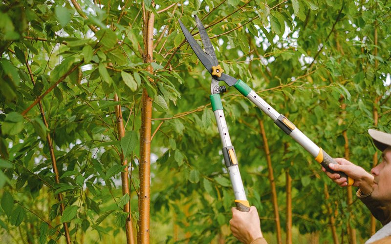 Tree trimming in Steamboat Springs, CO